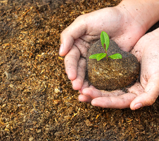 Shrimp meal fertilizer